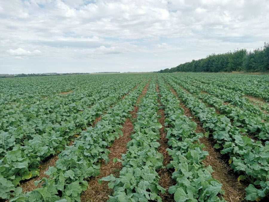 Потужний старт озимого ріпаку: вносимо добриво при посіві