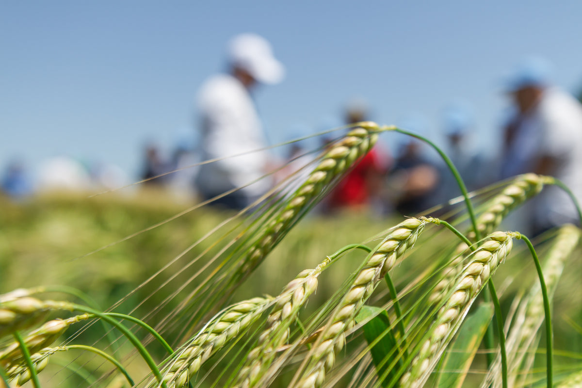 Malting Barley insurance