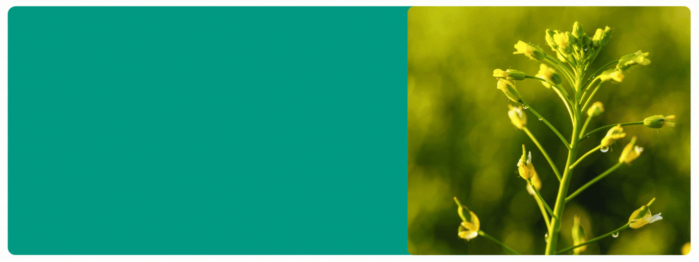 Main promotional banner