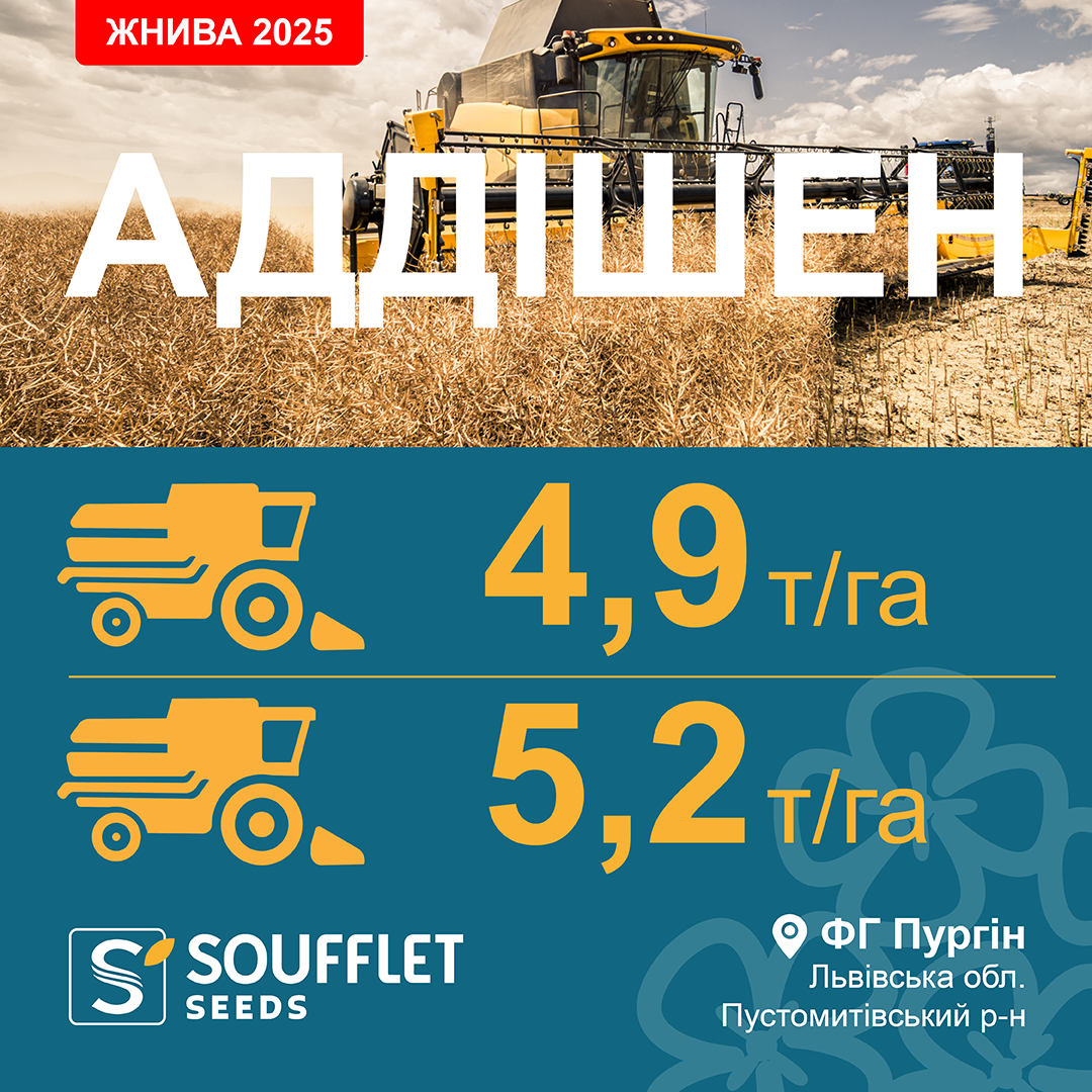 АДДІШЕН